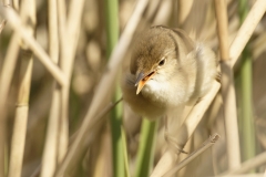 Reed Warbler Front View in Reeds