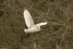 Barn Owl in Flight