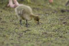 Greylag Goose with Greylag Chicks on Lake Bank