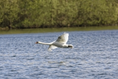 Mute Swan Side View in Flight Over Lake