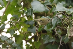 Goldcrest