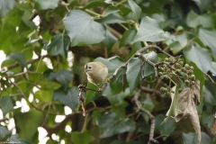 Goldcrest