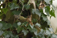 Goldcrest