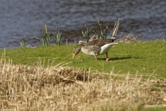 Greylag Goose