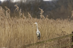 Grey Heron