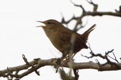 Wren Singing