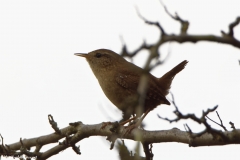 Wren