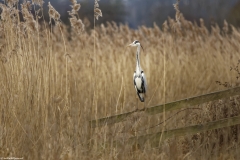 Grey Heron