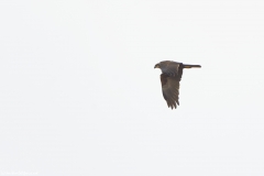 Male Marsh Harrier in Flight