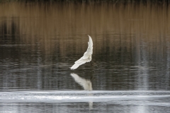 Little Grebe in Flight over water