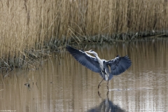 Grey Heron Landing