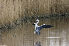 Grey Heron Landing