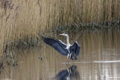 Grey Heron Landing