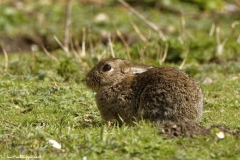 Wild Rabbit