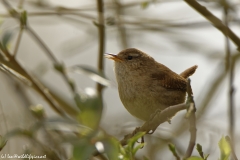 Singing Wren