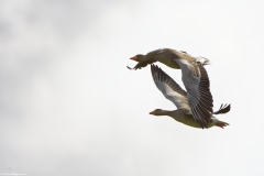 Greylag Geese in Flight