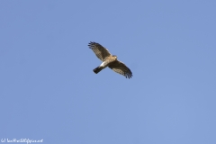 Sparrowhawk in Flight