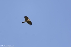 Sparrowhawk in Flight