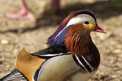 Mandarin Duck Side View Standing