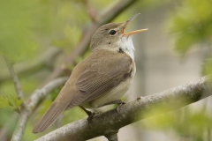 Marsh Warbler Back View Singing on Branch