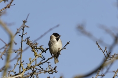 Male Reed Bunting