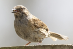 Dunnock Front View on Post Top Eating