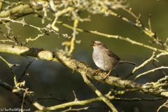 Dunnock