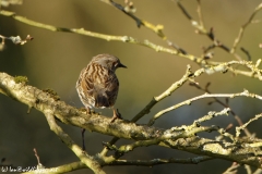 Dunnock