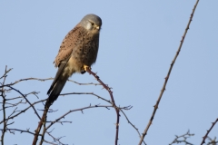 Kestrel