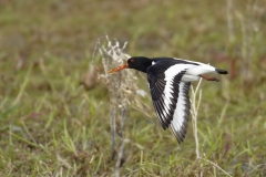 Oystercatcher Side View in Flight