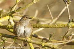 Fluffed up Dunnock