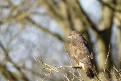 Buzzard