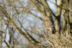 Buzzard