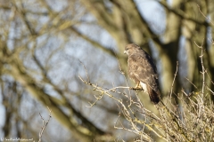 Buzzard