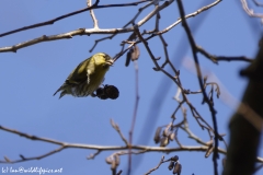 Siskin