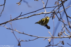 Siskin