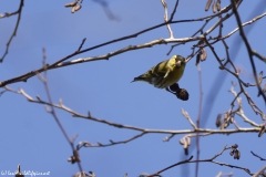 Siskin