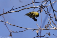 Siskin