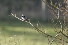 Pied/White Wagtail
