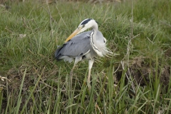 Grey Heron Front View on Water Bank