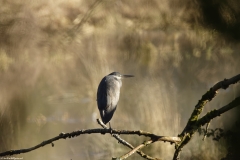 Heron