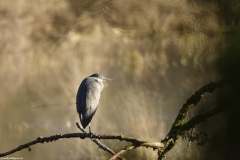 Heron