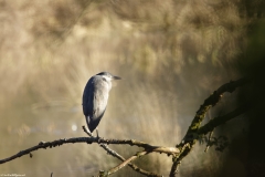 Heron