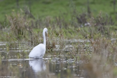 Great White Egret