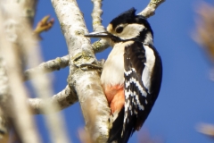 Great Spotted Woodpecker