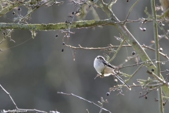 Long-tailed Tit