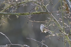 Long-tailed Tit