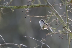 Long-tailed Tit