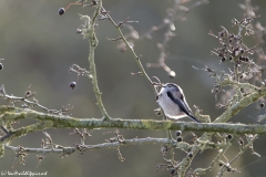 Long-tailed Tit