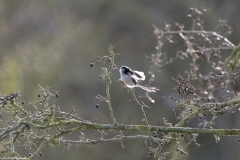 Long-tailed Tit